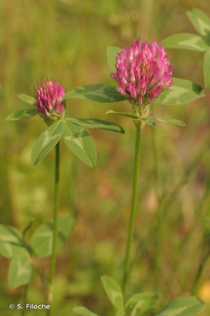 Trèfle des prés, Trèfle violet © S. Filoche