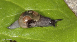 Semilimace des plaines © P. Duboc