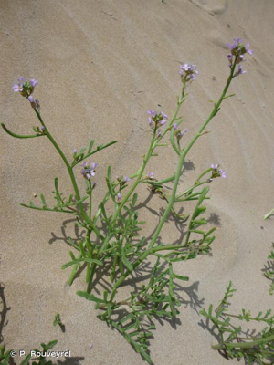Cakilier, Roquette de mer © P. Rouveyrol