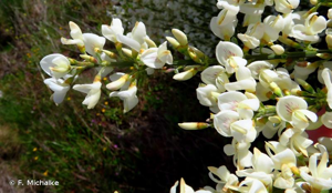 Cytise blanc, Cytise à fleurs nombreuses © F. Michalke