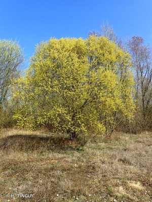 Saule blanc, Saule commun © H. TINGUY