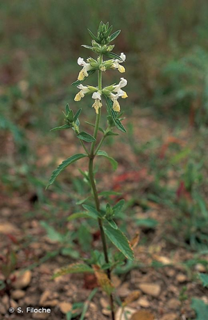 Épiaire annuelle © S. Filoche