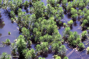 Myriophylle aquatique, Myriophylle du Brésil, Millefeuille aquatique © Michel Garnier