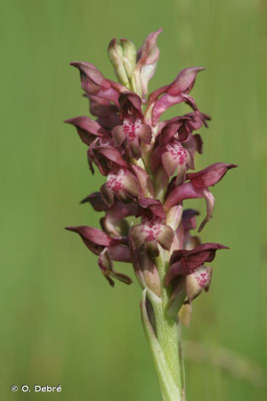 Orchis punaise, Orchis à odeur de punaise © O. Debré