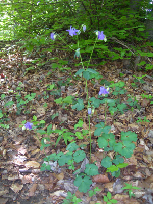 Ancolie vulgaire, Clochette © P. Gourdain
