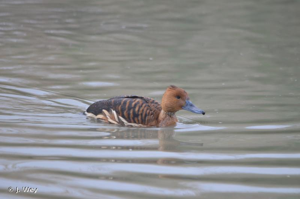 Dendrocygne fauve © J. Wey