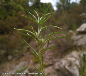 Cotonnière de France © R. Poncet - LPR Corse - MNHN, CdC, OFB