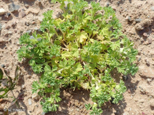 Alchémille des champs, Aphane des champs © H. TINGUY