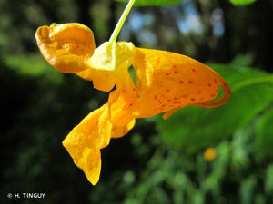 Balsamine du Cap © H. TINGUY