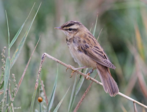 Phragmite des joncs © F. Jiguet