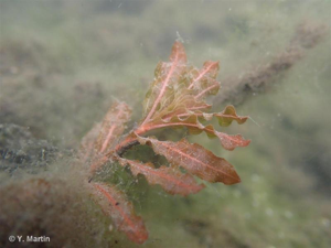 Potamot crépu, Potamot à feuilles crépues © 