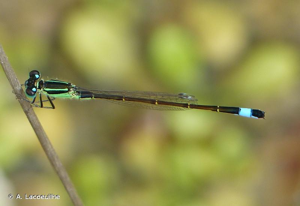Agrion élégant © A. Lacoeuilhe