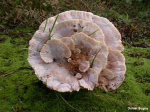 Polypore bisannuel © D. Sugny