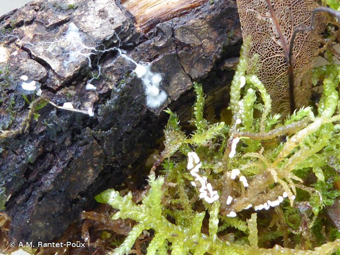  &copy; A.M. Rantet-Poux