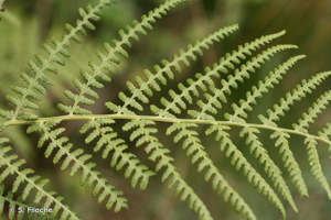 Fougère femelle, Polypode femelle © S. Filoche