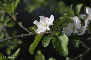 Pommier cultivé © O. Nawrot