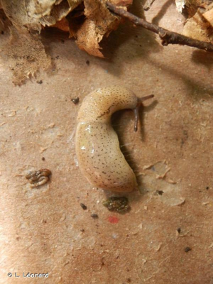 Pseudolimace chagrinée © L. Léonard