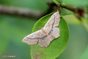Acidalie fausse-Timandre (L') © P. Chatard