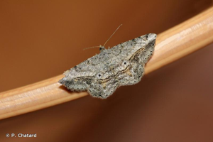 Philobie du Tamaris (La) © P. Chatard