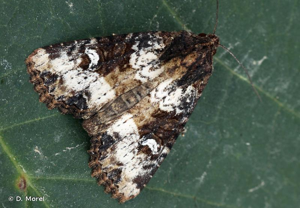 Hiéroglyphe (L') © D. Morel