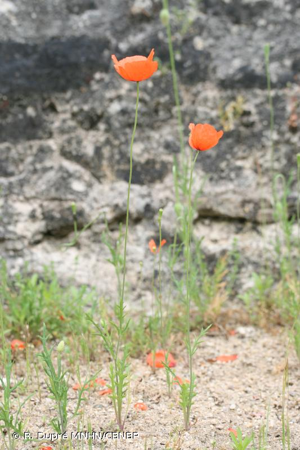 Coquelicot de Lecoq © R. Dupré MNHN/CBNBP