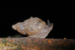 Ambrette terrestre © O. Gargominy