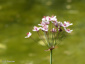 Butome en ombelle, Jonc fleuri, Carélé © C. Fournier