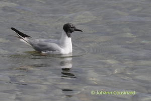 Mouette de Bonaparte © Johann Cousinard