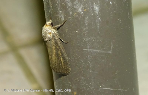 Hydrille domestique (L') © J. Piolain LPR Corse - MNHN, CdC, OFB
