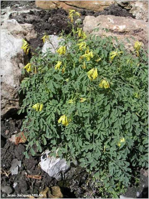Corydale jaune, Fumeterre jaune © J.-J. Milan