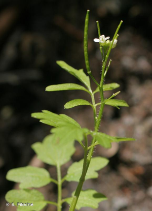Cardamine flexueuse, Cardamine des bois © S. Filoche