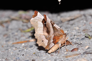 Ennomos illustre (L') © J. Barbut