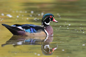 Canard carolin, Canard branchu © Johann Cousinard