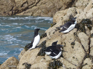 Petit pingouin, Pingouin torda © C. Fournier