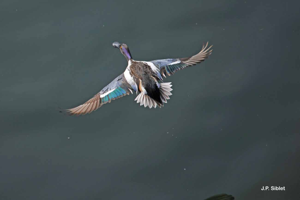 Canard souchet © J.P. Siblet