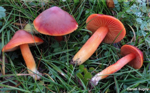 Hygrocybe ponceau © D. Sugny