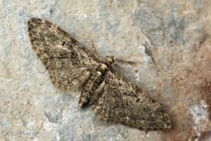 Eupithécie printanière (L') © D. Morel
