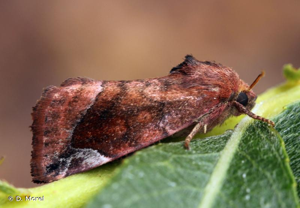 Cosmie pyraline (La) © D. Morel