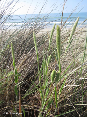Fléole des sables © P. Rouveyrol