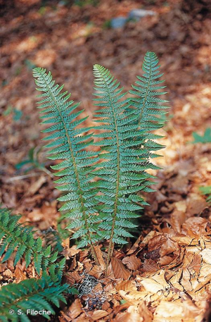 Polystic à aiguillons, Polystic à frondes munies d'aiguillons © S. Filoche