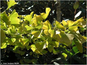 Ginkgo, Arbre aux quarante écus © J.-J. Milan