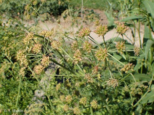 Oenanthe safranée © 