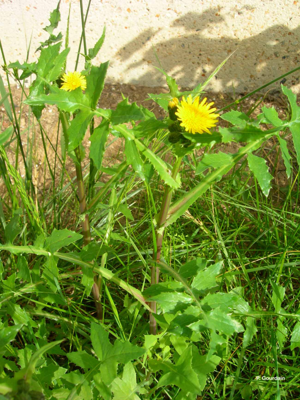 Laiteron potager, Laiteron lisse © P. Gourdain