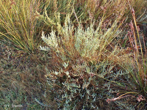 Salicorne en buisson © 