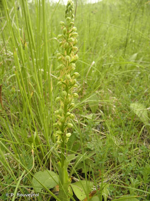Orchis homme pendu, Acéras homme pendu, Porte-Homme, Pantine, , Homme-pendu © P. Rouveyrol