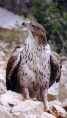 Aigle de Bonelli © P. Gourdain