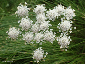 Oenanthe de Foucaud © H. Tinguy