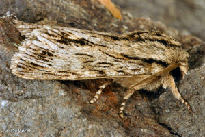 Noctuelle-Sphinx (La), Noctuelle de Cassini (La) © D. Morel