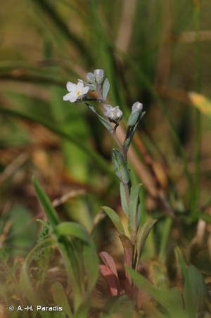 Cynoglosse des dunes, Omphalodès du littoral © A.-H. Paradis