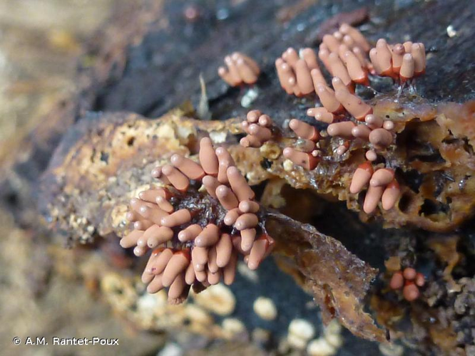  &copy; A.M. Rantet-Poux